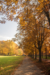 Fototapeta premium Wald, Herbstwald mit bunten Bäumen