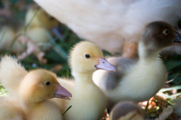 Gänseküken © dbpicture