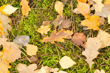 autumn leaves in forest