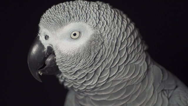 African Grey Parrot