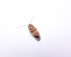 dead dirty cockroach isolated