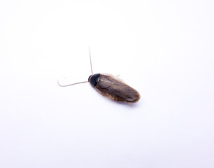 dead dirty cockroach isolated