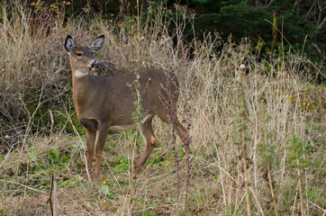 Cerf de Virginie femelle