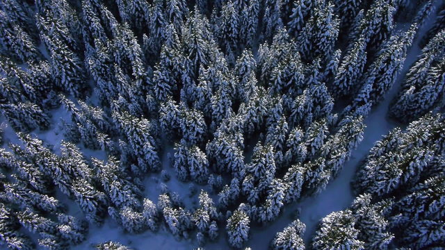 AERIAL: Spruce forest in winter