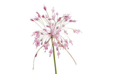 Allium Pulchellum flowerhead