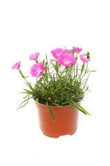 Naklejka na ściany i meble Dianthus plant in a pot