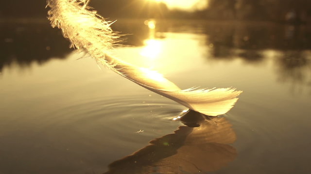SLOW MOTION: taking the feather out of water