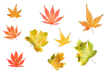 Naklejka na ściany i meble Selection of Autumn leaves