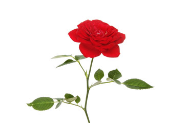 Single red rose