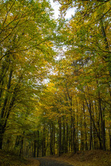 Herbstwald
