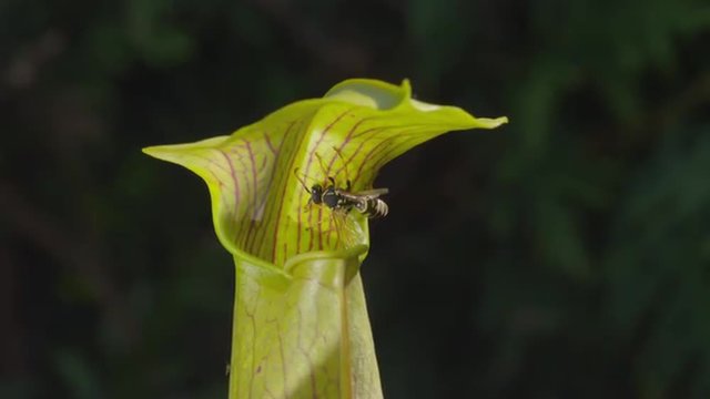 CLOSEUP: Wasp licking poisonous juice and falling into carnivorous plant 
