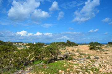 Fototapeta na wymiar küstenvegetation