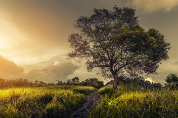 Tree on the meadow