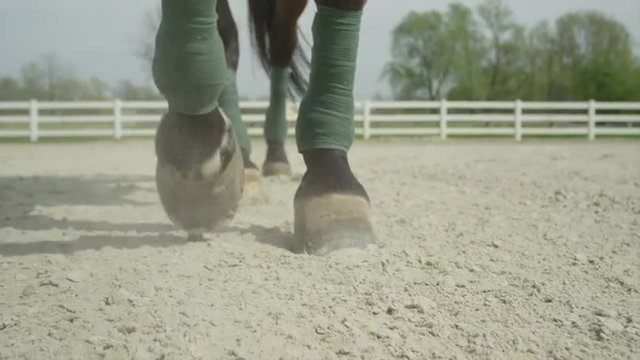 SLOW MOTION CLOSE UP: Horse walking in sandy menage