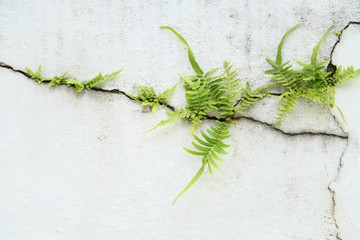 fern on vintage wall, Fern background and empty area for text, Nature on white background.