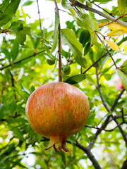 a single pomegranate on a tree ready for harvesting