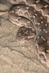 venomous snake in the sand