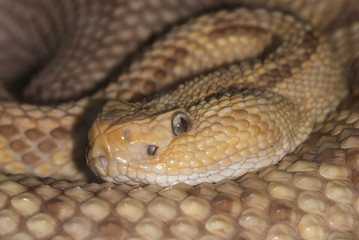 portrait of a poisonous snake