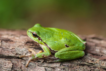 Naklejka premium green tree frog