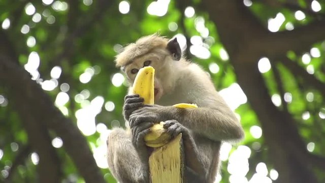 SLOW MOTION: Monkey eating the banana