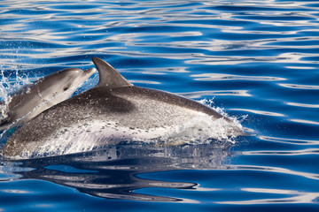 Obraz premium Group of dolphins at the Azores