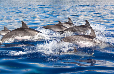 Obraz premium Group of dolphins at the Azores