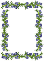 hyacinth isolated on white background