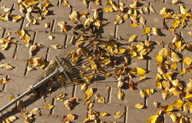 Fallen leaves and rake on pavement.