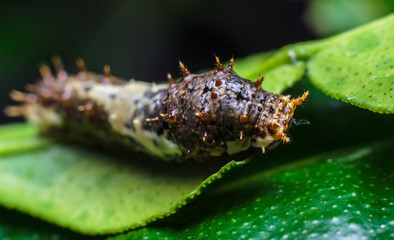 Macro close up Caterpillars,eating the leaves.