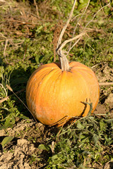 Pumpkin