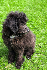 Black Poodle Puppy on green background