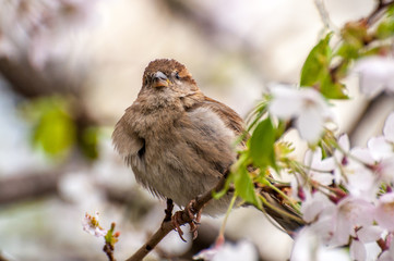 Balzender Haussperling im Kirschbaum