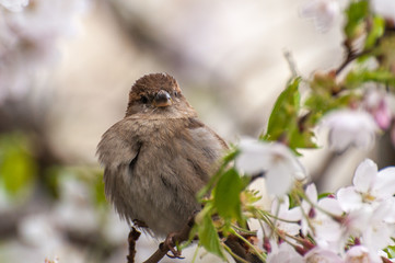 Haussperling beim Balzen im Kirschbaum