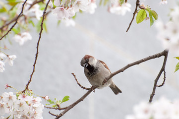 Kleiner Spatz im blühenden Kirschbaum