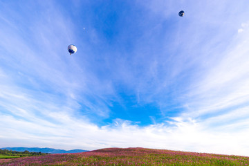 cosmos flowers with Balloons flying on blue sky