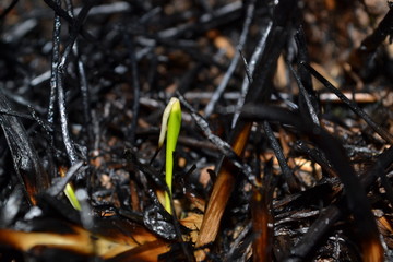 new life