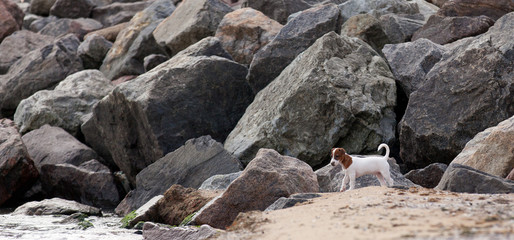 Jack Russell Terrier