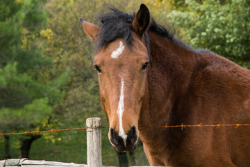 Cavallo quarter