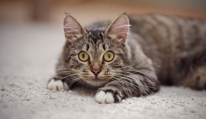 Obraz premium Portrait of the surprised cat of a striped color