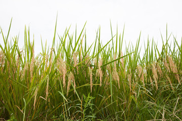 Rice on white background, green rice fields.