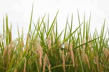 Rice on white background, green rice fields.