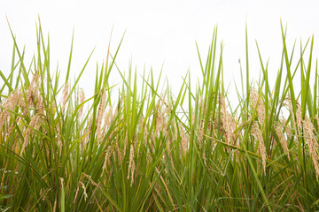 Rice on white background, green rice fields.