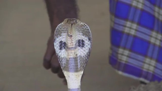 SLOW MOTION: Indian snake charmer with cobras