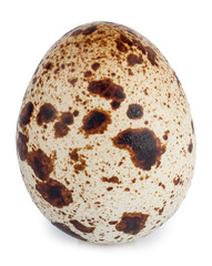 fresh quail egg isolated on white closeup
