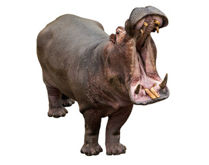 Hippo opening jaws on the white background