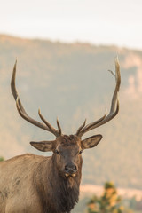 Naklejka na ściany i meble Bull Elk
