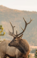 Bull Elk