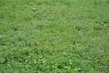 green grass nature landscape