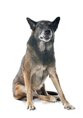 belgian shepherd dog