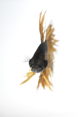 Crown tail Siamese fighting fish aggressive on white background